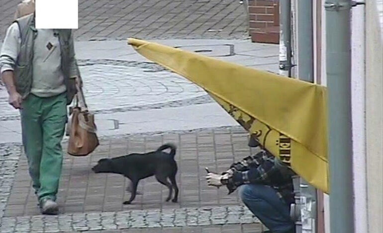 Pies zaatakował kobietę w Wejherowie. Był nieszczepiony, właścicielka nie opłaciła też podatku