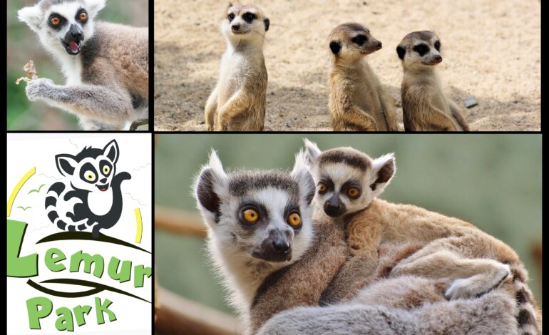 Byłeś już w Lemur Park? To miejsce pełne atrakcji, zarówno dla dzieci jak i dla dorosłych!