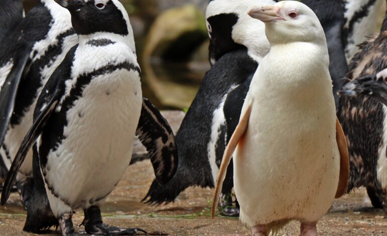  Niezwykła albinoska Kokosanka z gdańskiego ZOO została Pingwinem Roku
