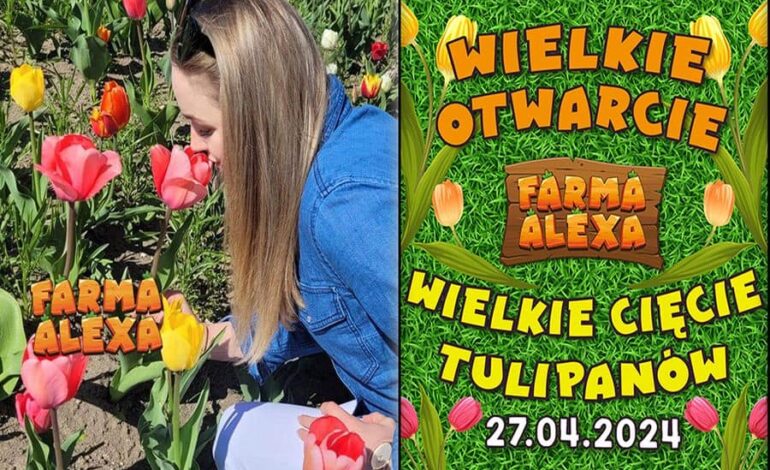 Farma Alexa koło Łeby. Już niebawem otwarcie i Wielkie Cięcie Tulipanów!