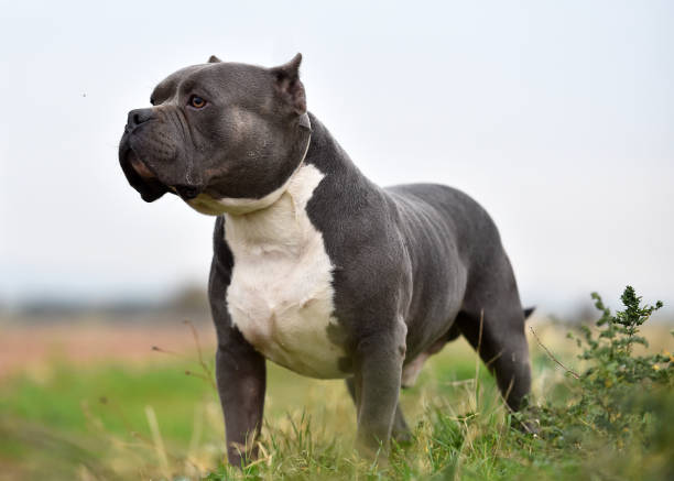  Horror na wakacjach! Pies rasy american bully zaatakował kobietę, która chciała ochronić dzieci