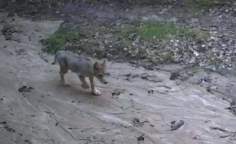 Mały wilk dał się złapać w fotopułapkę. Coraz więcej wilków na Pomorzu